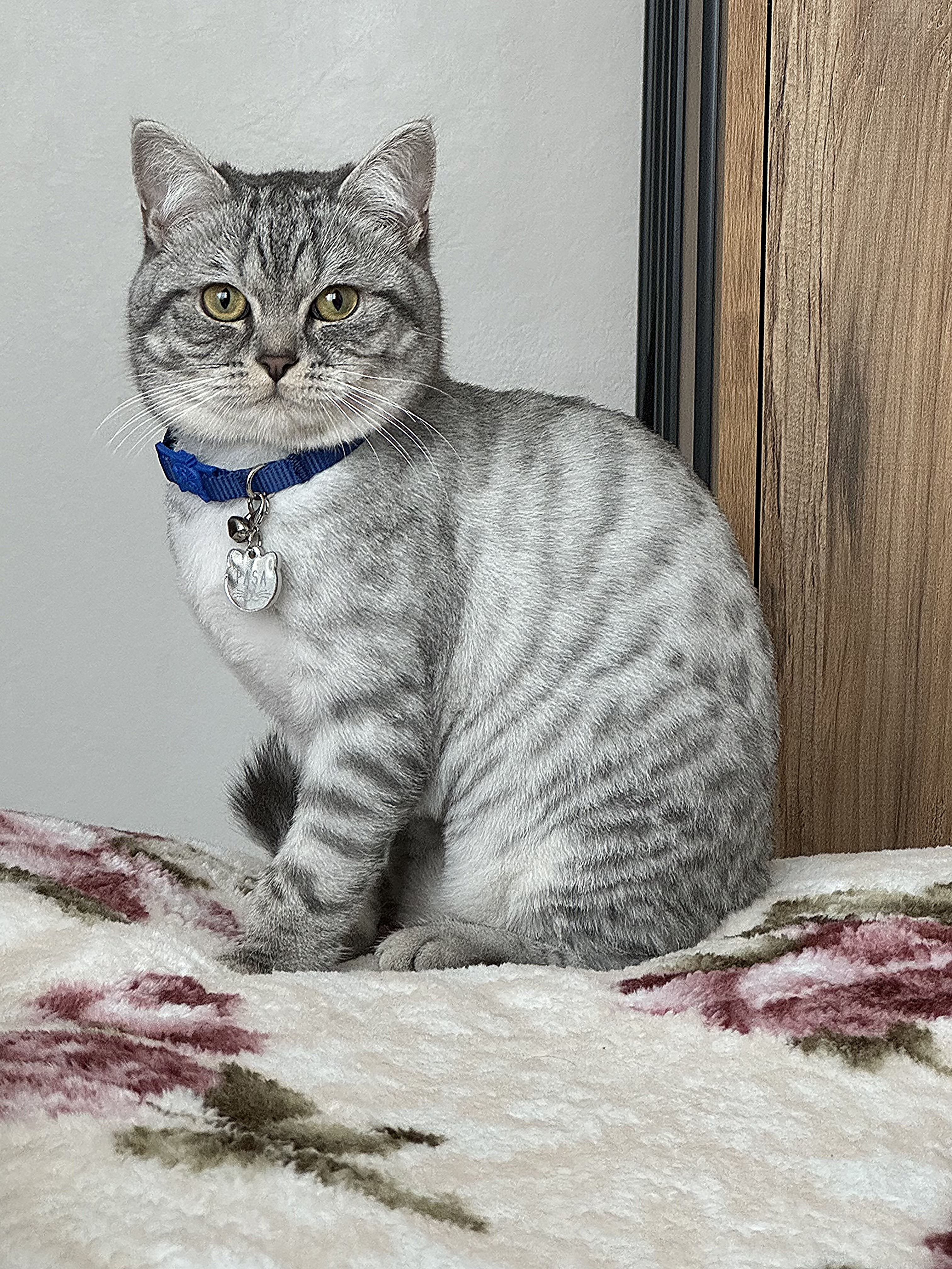 Gri British Kedi