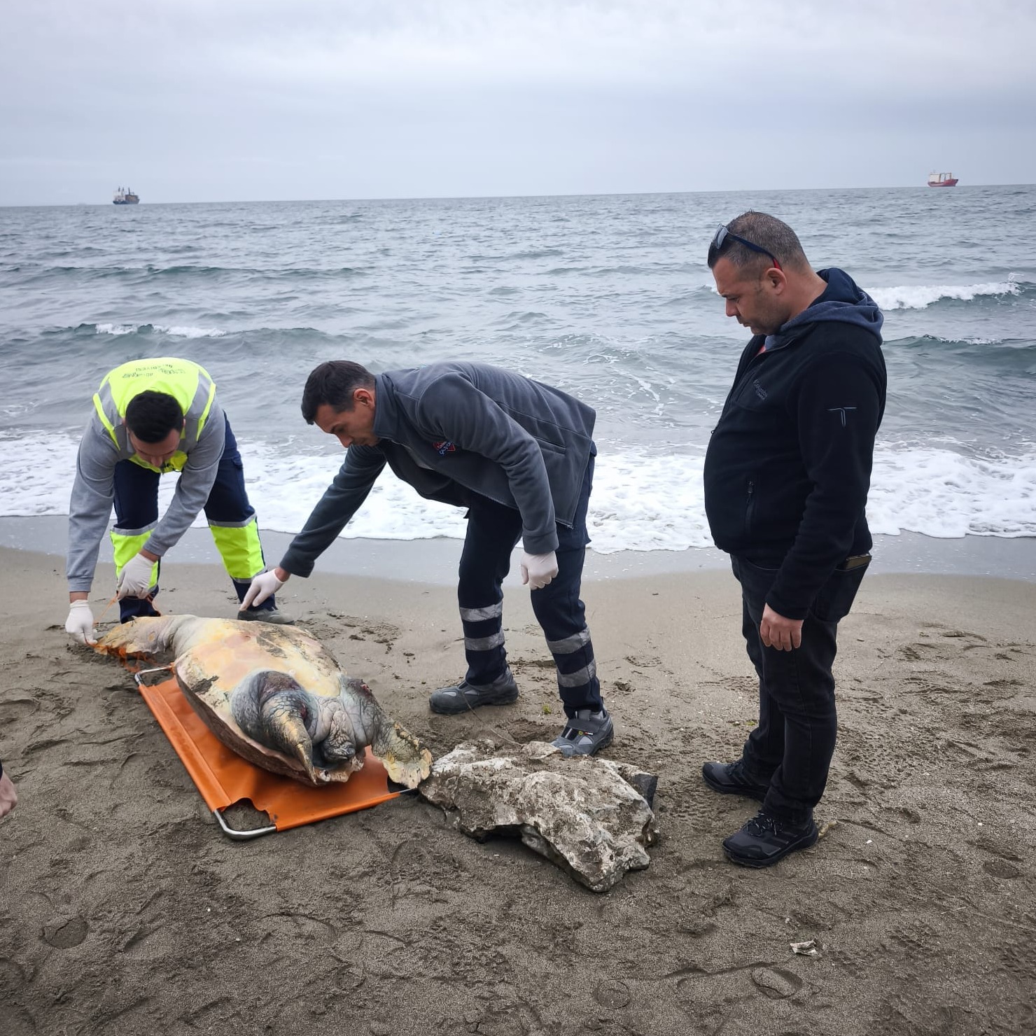 Tekirdağ Sahilinde Ölü Caretta Caretta Bulundu