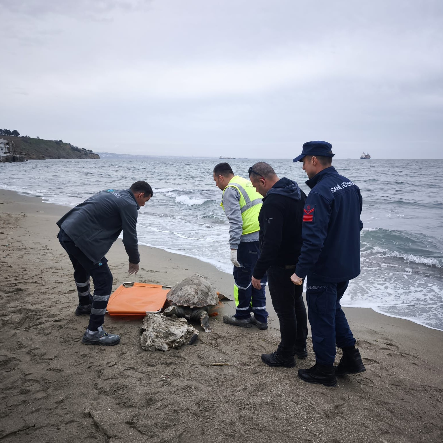 Tekirdağ Sahilinde Ölü Caretta Caretta Bulundu