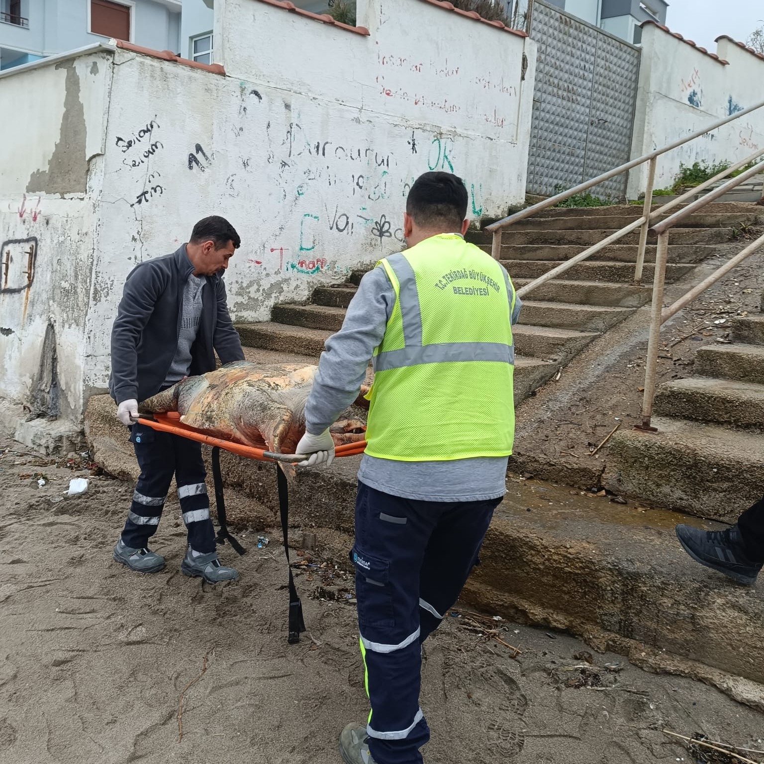 Tekirdağ Sahilinde Ölü Caretta Caretta Bulundu