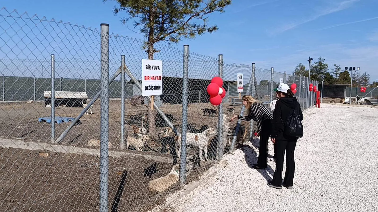 Edirne'de 42 dönümlük alanda sahipsiz hayvan doğal yaşam alanı açıldı — Edirne