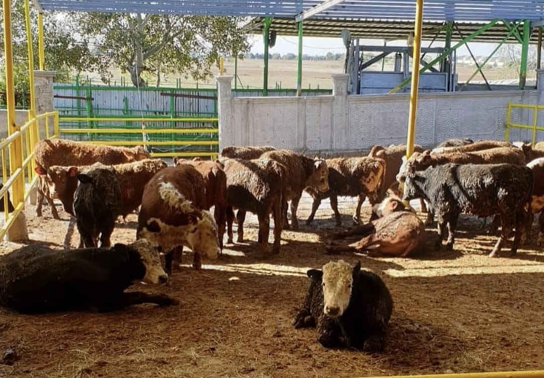 🐄🌙 Kurban Bayramı Öncesi Kurban Pazarlarında Yoğunluk Arttı 🐑✨