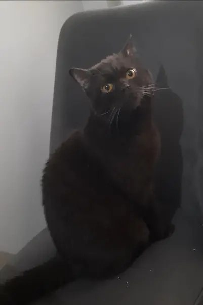 Kedi