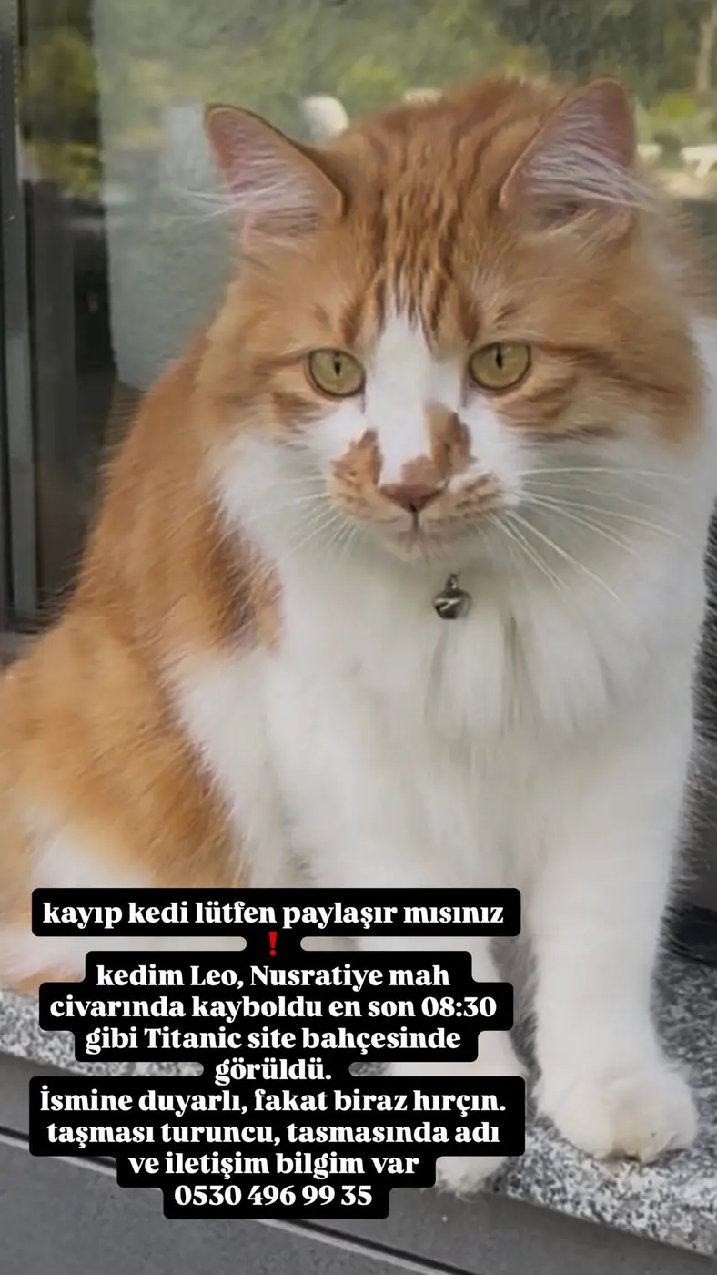 Kedi