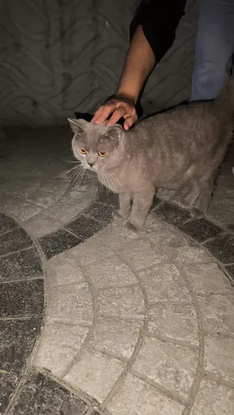 Kedi