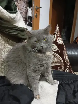  Kayıp kedim duman ismine duyarlı 7 yaşında 