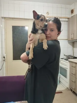 Kayıp köpek
