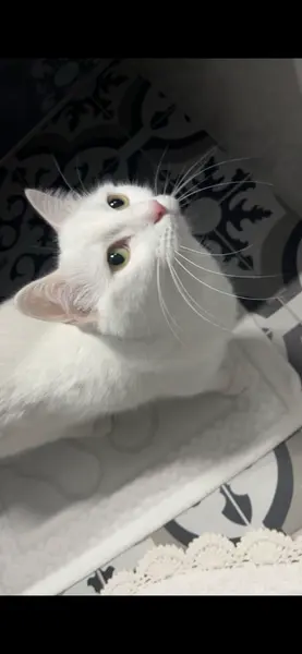 Beyaz kedi