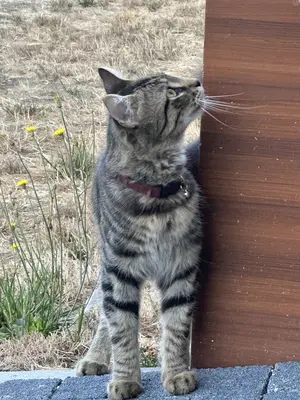 Tekir bir kedi bordo tasması var kuyruğu tüylü