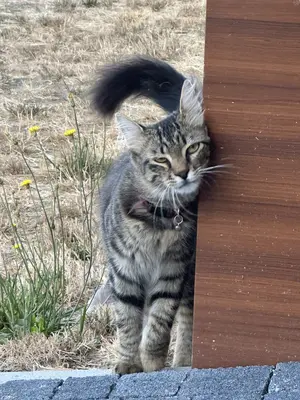 Tekir bir kedi bordo tasması var kuyruğu tüylü