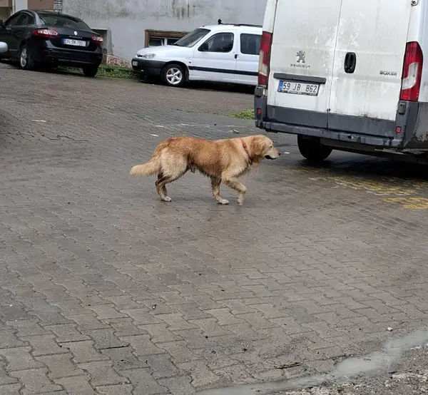 Köpek, kırmızı tasmalı