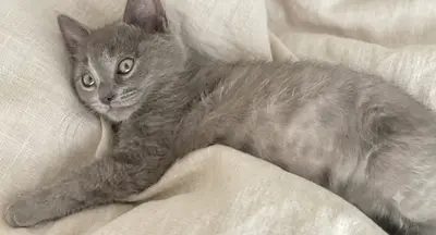 Tekir brıtsh karması grı 3 aylık erkek kedi