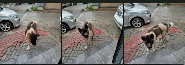 Amerikan Akita erkek