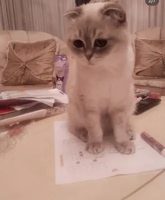 scottish kırık kulak kedi