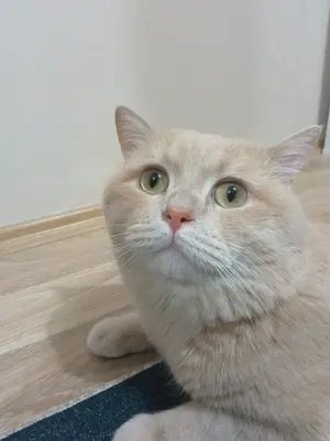 Bony Kayıp
