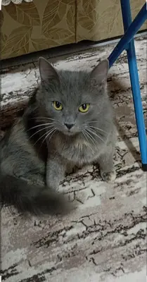  Kayıp kedim duman ismine duyarlı 7 yaşında 