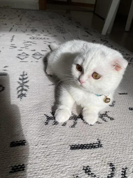 Beyaz kedi