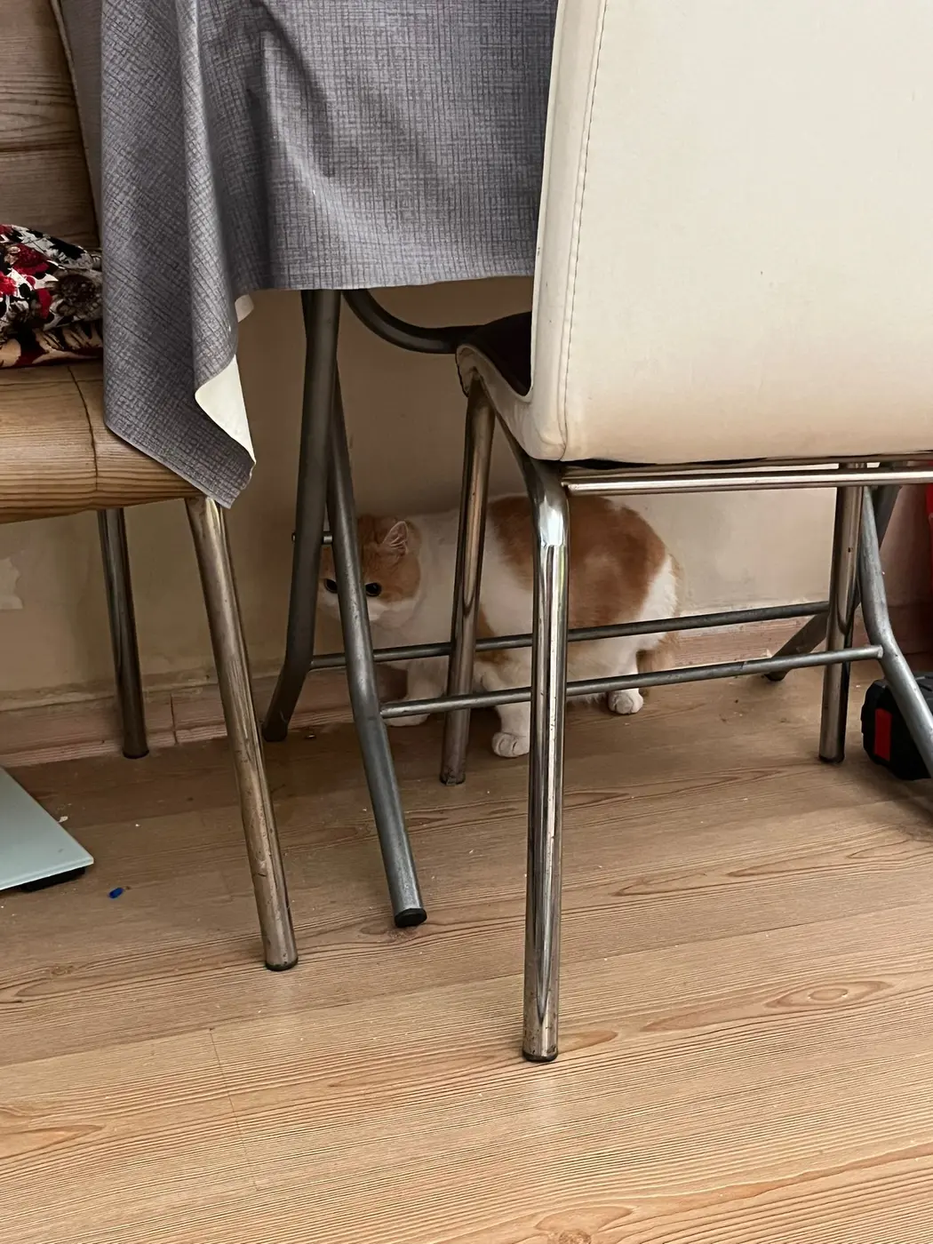 Kedi s