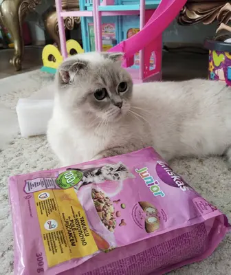 scottish kırık kulak kedi