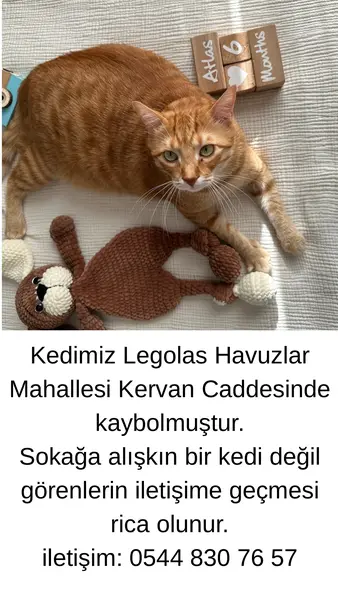 Sarman kedi