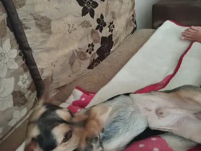 Kayıp köpek