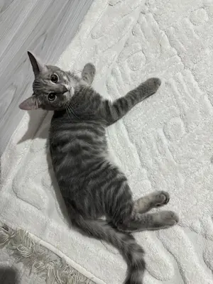 Gri kuyruğunun ucu beyaz 6 aylık kedi