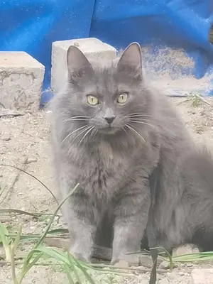  Kayıp kedim duman ismine duyarlı 7 yaşında 