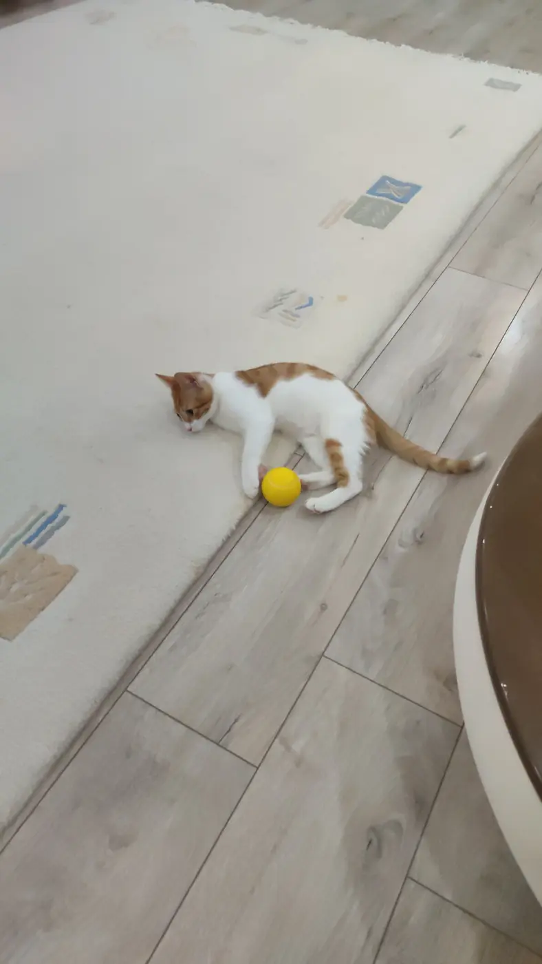 Yavru Kedi