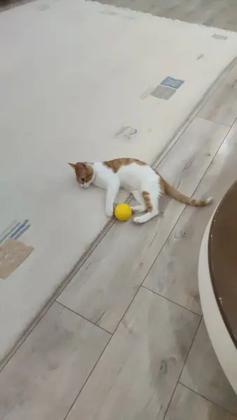 Yavru Kedi