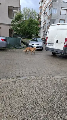 Köpek, kırmızı tasmalı