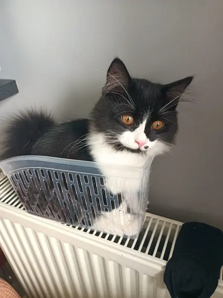 Kayip kedi !!!