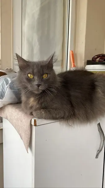  Kayıp kedim duman ismine duyarlı 7 yaşında 