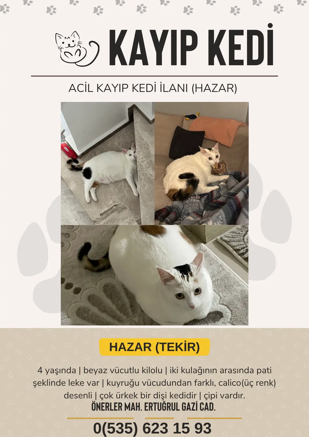 Tekir kedi