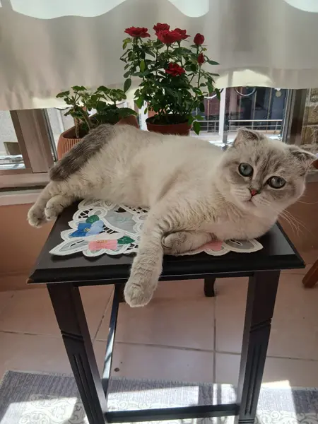 scottish kırık kulak kedi
