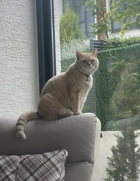 MİLA