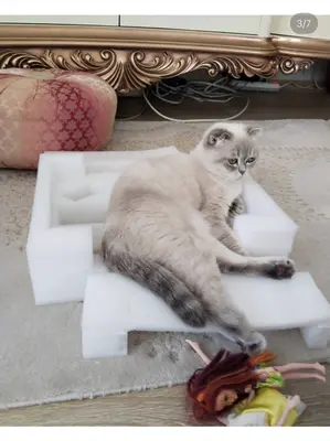 scottish kırık kulak kedi