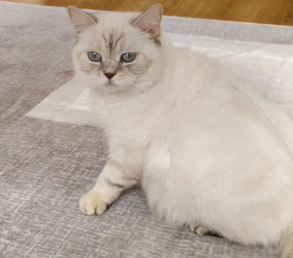 British beyaz kedi
