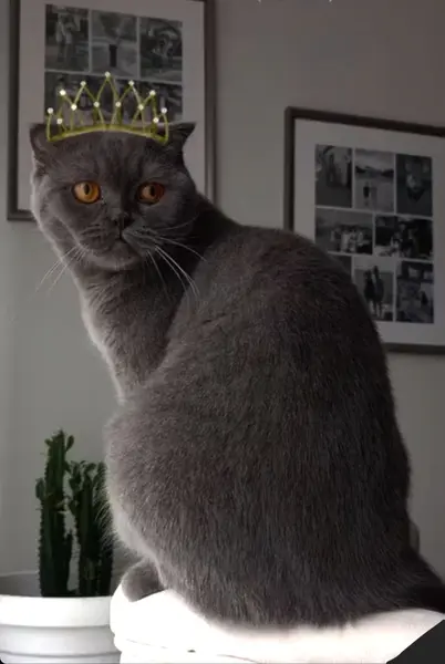 Kedi