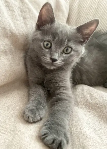 Tekir brıtsh karması grı 3 aylık erkek kedi
