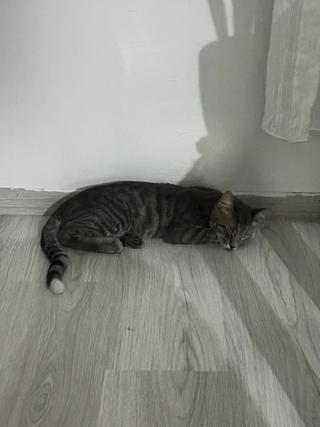 Gri kuyruğunun ucu beyaz 6 aylık kedi