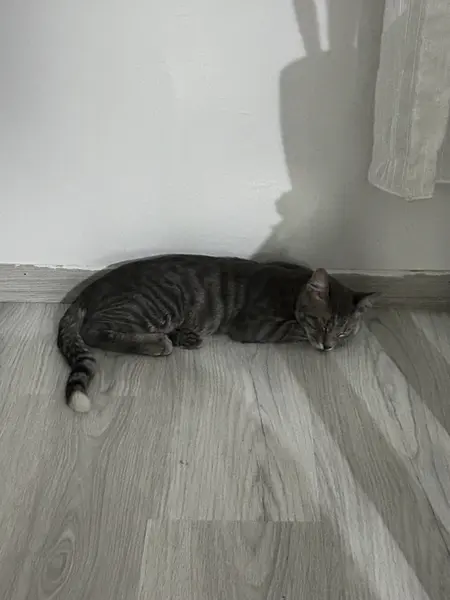Gri kuyruğunun ucu beyaz 6 aylık kedi