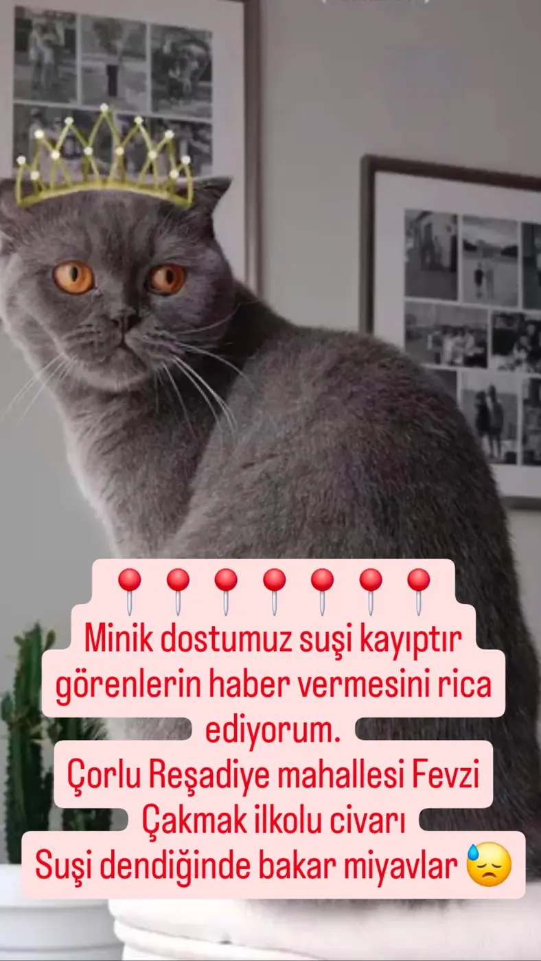Kedi