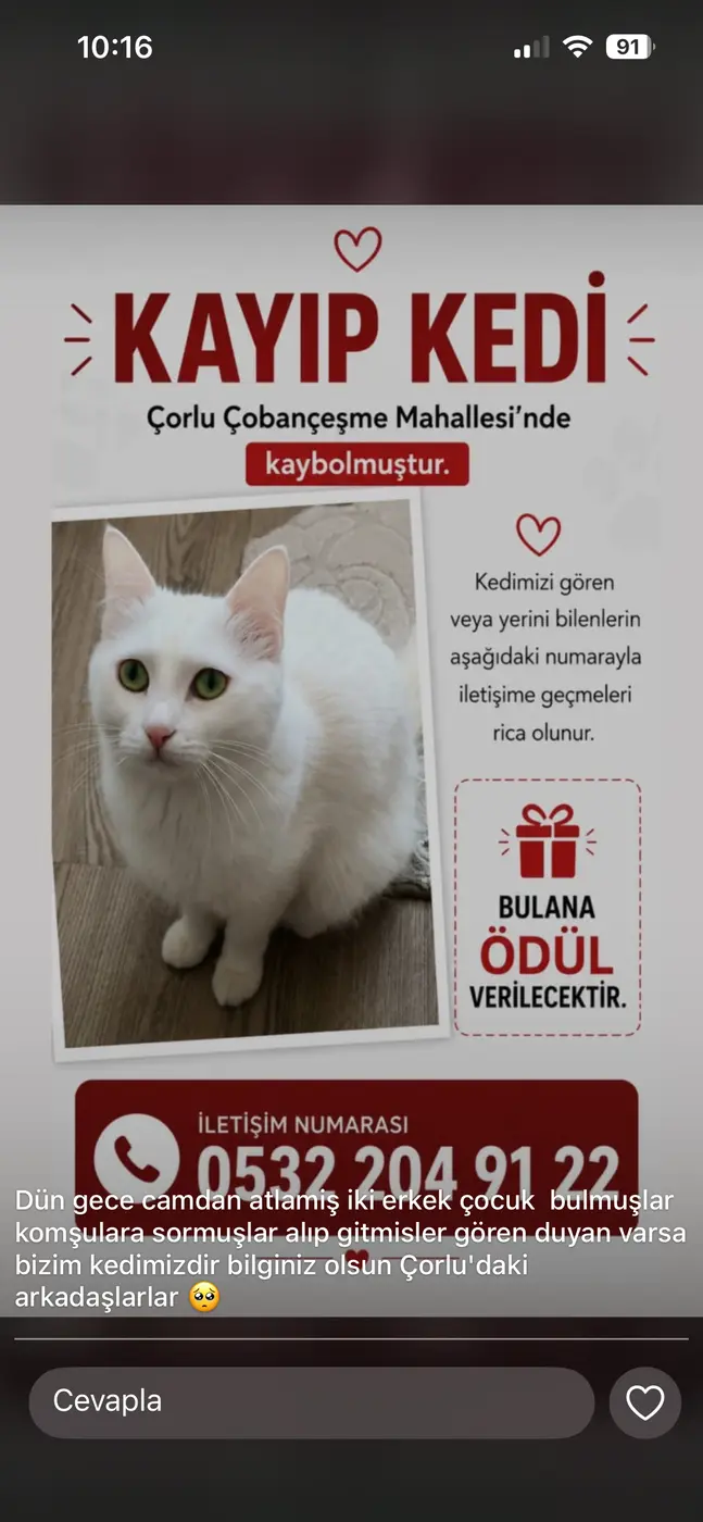 Beyaz kedi