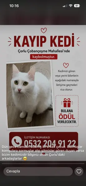 Beyaz kedi