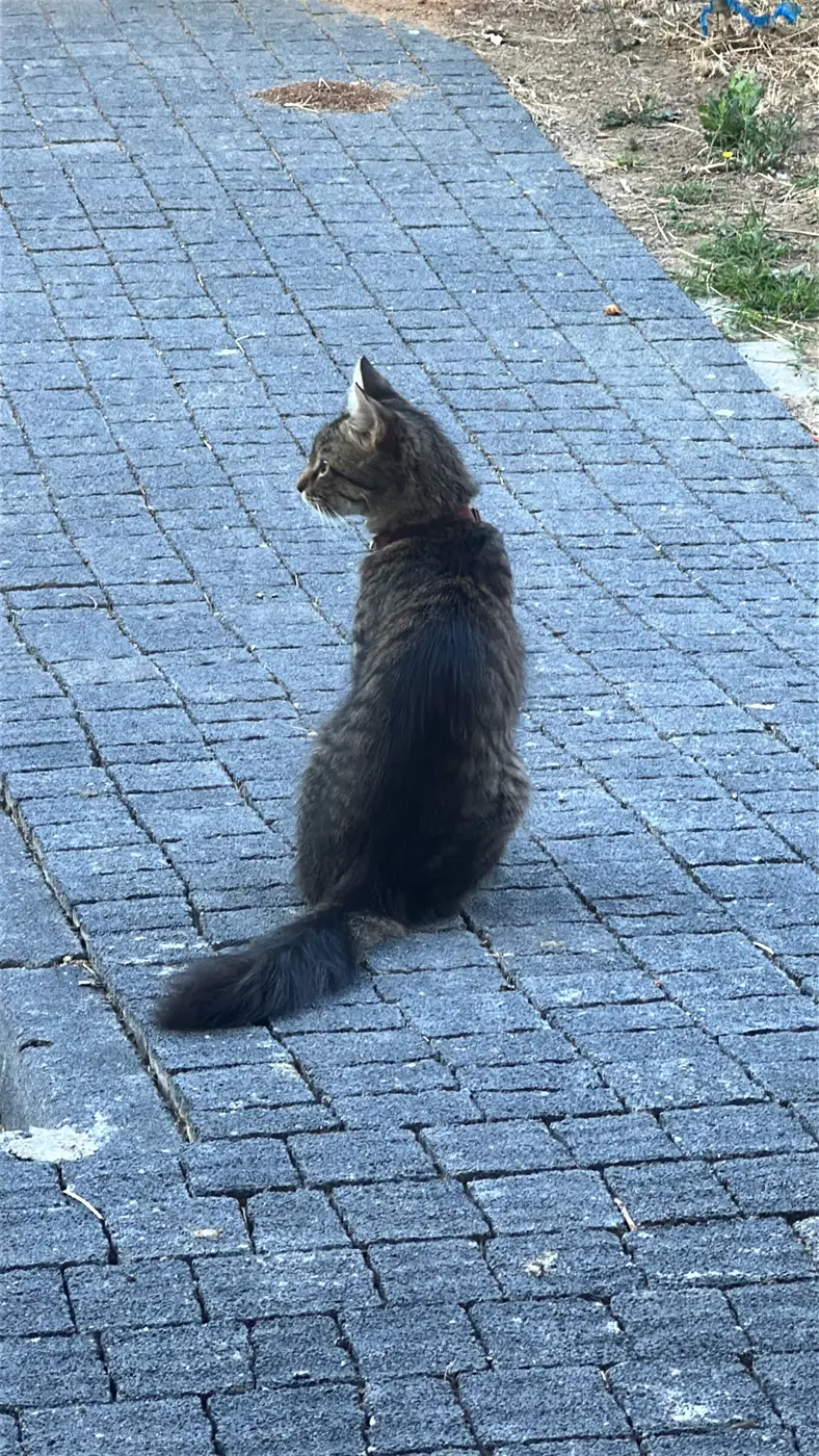 Tekir bir kedi bordo tasması var kuyruğu tüylü