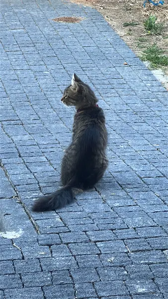 Tekir bir kedi bordo tasması var kuyruğu tüylü