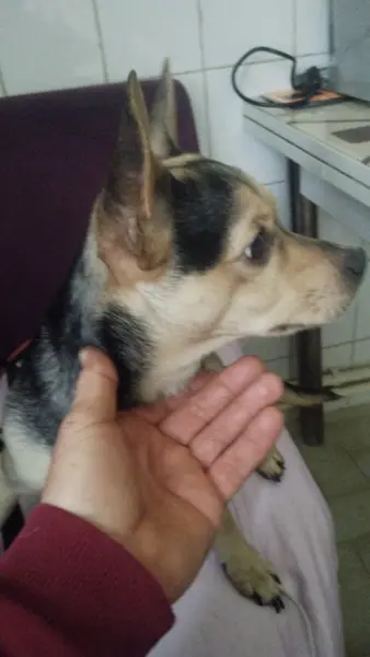 Kayıp köpek