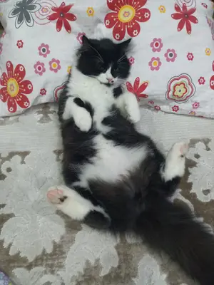 Kayip kedi !!!