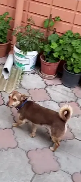 Kayıp köpek