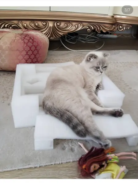 scottish kırık kulak kedi